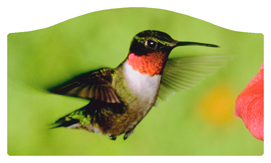 DASHELL-027 Humming Bird 1